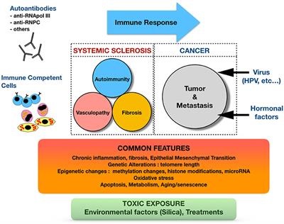 Intriguing Relationships Between Cancer and Systemic Sclerosis: Role of the Immune System and Other Contributors